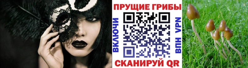 Галлюциногенные грибы Psilocybine cubensis Нестеров
